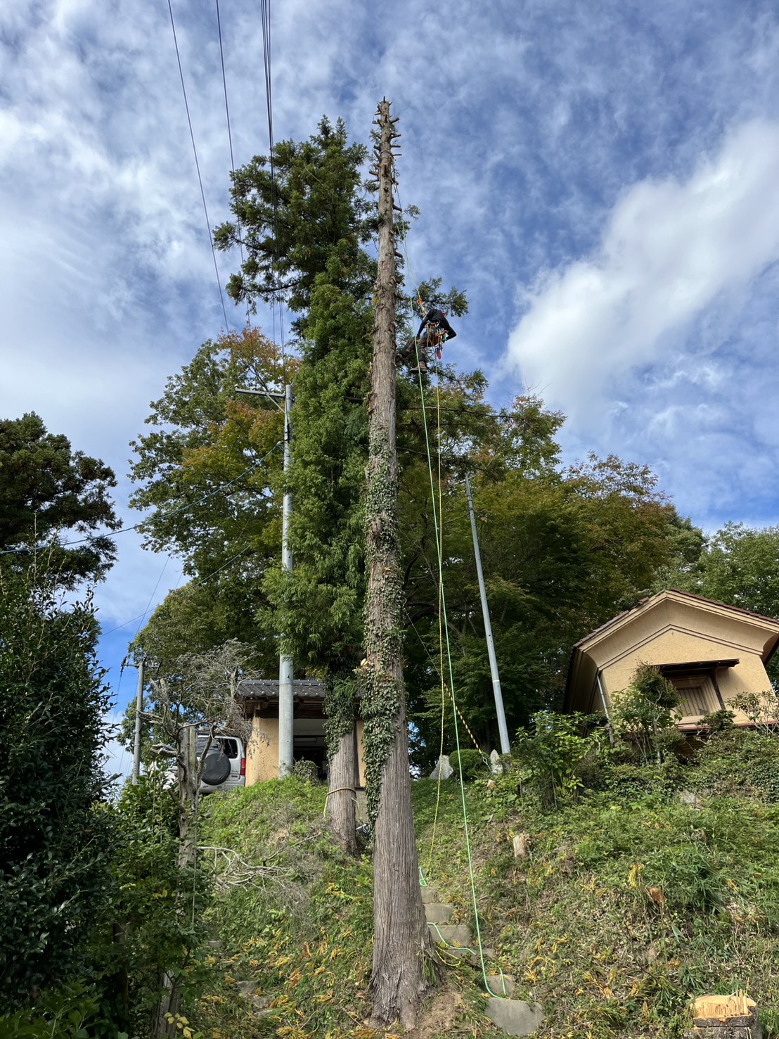 郡山市での特殊伐採作業 — 住宅裏の高台に立つ桜のツリークライミング伐採